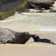 A monk seal on Waikiki Beach, Hawaii.
